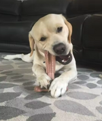 Kwispelwinkel | T-Bone Kauwspeeltje voor Honden