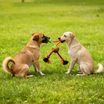 Kwispelwinkel | Kleurrijke Touwbal voor Honden