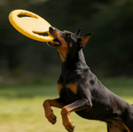 Kwispel-winkel | Frisbee voor Honden – Licht en Stevig Apporteerspeelgoed