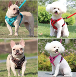 Kwispel-winkel | Hondenharnas met Riem – Verstelbare Wandelset voor Kleine Honden