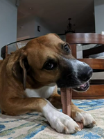 Kwispelwinkel | T-Bone Kauwspeeltje voor Honden