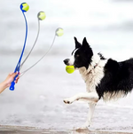 Kwispel-winkel | Tennisbalwerper voor Honden